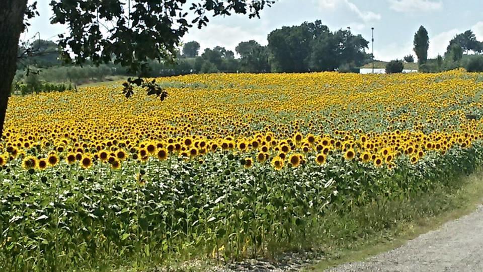 شقة Il Borghetto San Lorenzo in Campo المظهر الخارجي الصورة